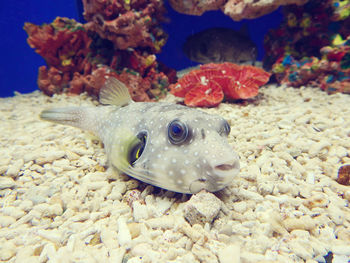 Close-up of fish swimming in sea