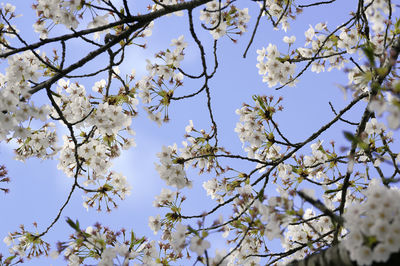 Low angle view of cherry blossoms against sky