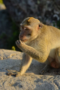 Close-up of monkey sitting on rock