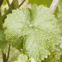 Close-up of frozen plant