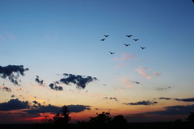 Low angle view of silhouette birds flying in sky