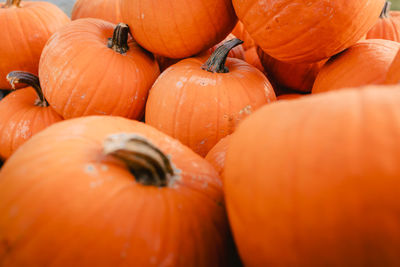 Detail of pile of pumpkins for halloween festivities