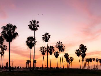 Palm trees on field against sky during sunset