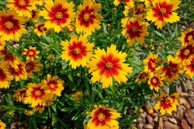 flowering plant