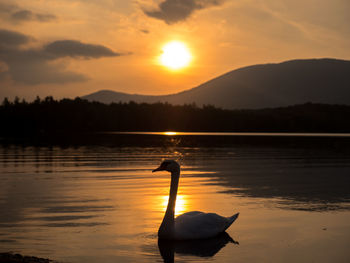 Silhouette swan on lake against sky during sunset