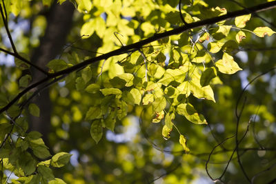 Close-up of leaves on tree