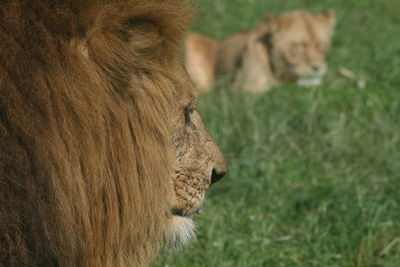 Close-up side view of an animal against blurred background