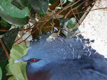 High angle view of pigeon