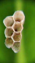 Close-up of berries on leaf