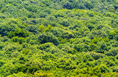 High angle view of tree trunks in forest