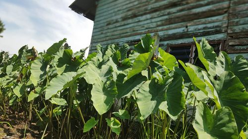 Low angle view of fresh green plants against sky