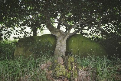 Trees growing in pond