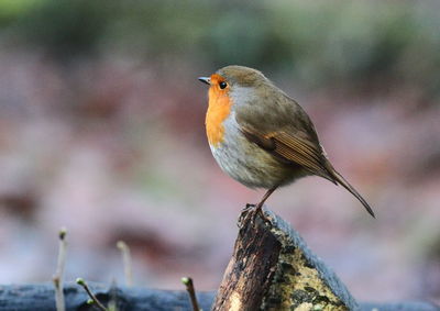 Close-up of bird perching on branch