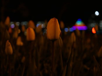 Close-up of illuminated lights on field at night