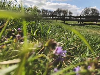 Close-up of flower growing in field