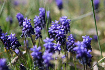 Close-up of purple flowering plants