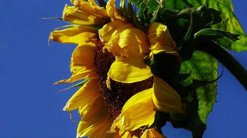 Close-up low angle view of yellow flowers