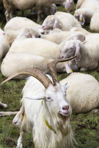 Sheep in a field