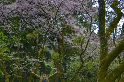 Low angle view of trees in forest