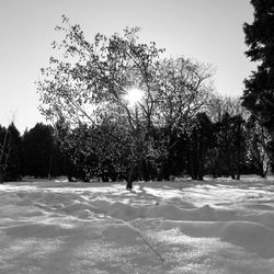 Trees against sky