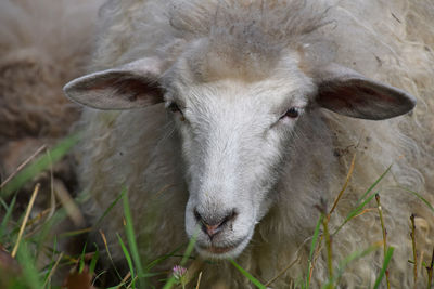 Close-up portrait of sheep standing on grassy field