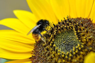 Close-up of bee on sunflower