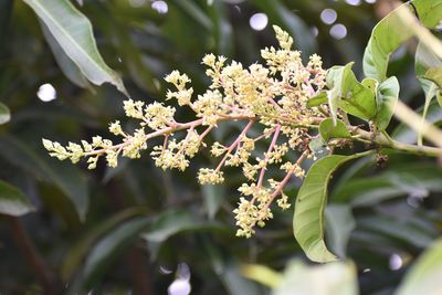 Close-up of white flowering plant