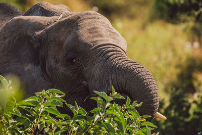 Close-up of elephant calf
