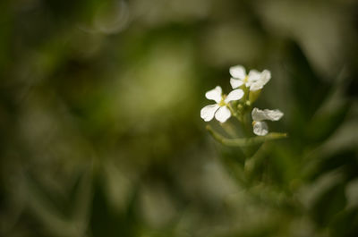 Close-up of white flowers blooming outdoors