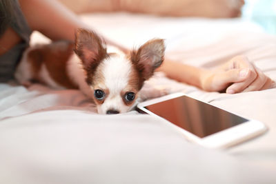 Portrait of dog lying on bed