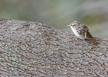 Close-up of bird perching on rock