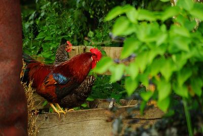 Close-up of rooster and hen on compost 