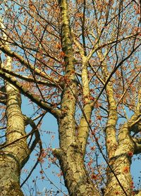 Low angle view of trees