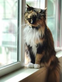 Close-up of cat sitting on window