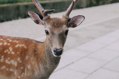 Close-up portrait of deer standing outdoors