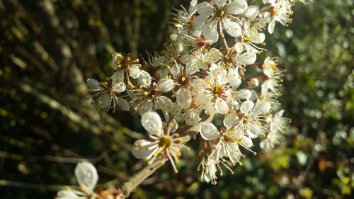 Close-up of bee on flower tree