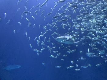 Fishes swimming in sea