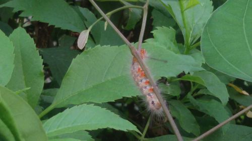 Close-up of insect on leaf