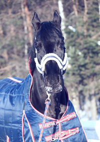 Close-up portrait of horse