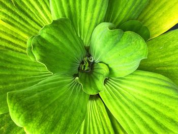 Full frame shot of green leaf