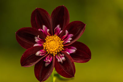 Close-up of pink flower