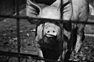 Close-up of pig looking at camera