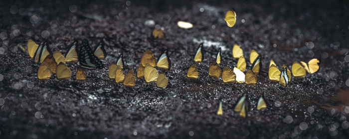 Close-up of insect on wet street