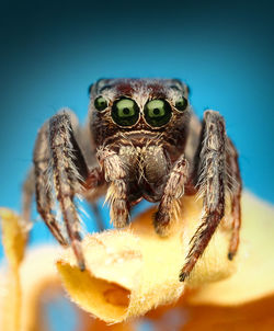 Macro shot of jumping spider on dry leaf