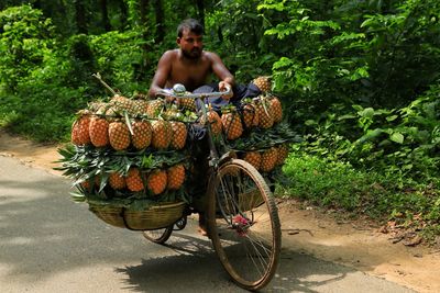 Farmer carrying pineapple by bicycle