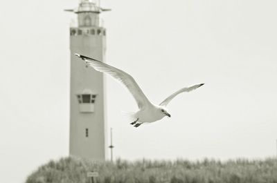 Low angle view of seagull flying in sky