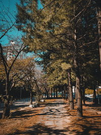 Trees in park during autumn