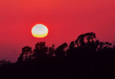 Sun shining through trees