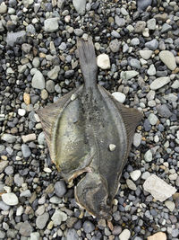 High angle view of dead fish on pebbles