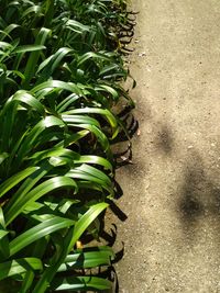 Close-up of plants growing on field